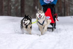 Schlittenhunderennen. Husky-Schlittenhundegespann im Geschirrlauf und Zughundefahrer. Wintersport-Meisterschaftswettbewerb. foto