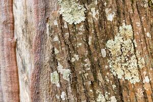 alt Rau Rinde von ein grünlich Kiefer Baum. Texturen im das verwittert Rinde von ein Krim Kiefer. Detail von Kiefer Baum Rinde Textur, natürlich Hintergrund foto