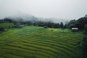 Reis und Reisfelder an einem regnerischen Tag