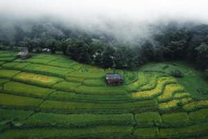 Reis und Reisfelder an einem regnerischen Tag