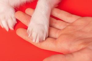 Hände eines Mädchens und einer kleinen weißen Hundepfote. Liebe und Fürsorge für das Tier. foto