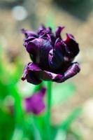 schöne frische schwarze Tulpe im Frühling foto