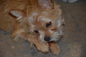 Chihuahua Hund Welpe spielt Nahaufnahme