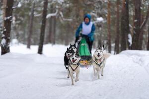 Schlittenhunderennen. husky schlittenhundegespann ziehen einen schlitten mit hundefahrer. Winterwettbewerb. foto