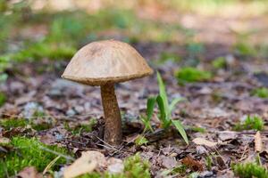 leccinum versipelle-Pilz. orange Birkenbolete im herbstlichen Wald. saisonale Sammlung von Speisepilzen foto