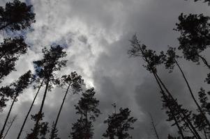 Waldtextur von Sommerbäumen und -pflanzen in Europa foto