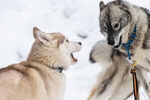 Husky-Hunde bellen, beißen und spielen im Schnee. lustige Schlittenhunde im Winter spielen. aggressives Grinsen des sibirischen Huskys. foto