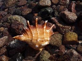 ägyptische Muscheln im Roten Meer Nahaufnahme foto