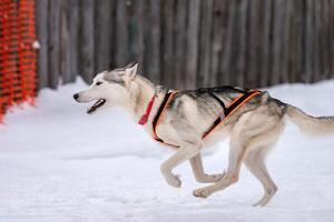 Schlittenhunderennen. Husky-Schlittenhundegespann im Geschirrlauf und Zughundefahrer. Wintersport-Meisterschaftswettbewerb. foto