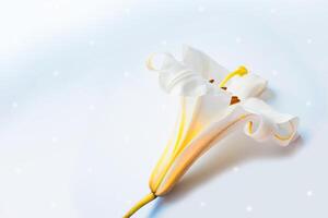 Gruß Karte. schön Frühling Blume Weiß Lilie Nahansicht auf ein Licht Hintergrund. foto