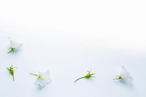 zart natürlich Blumen- Hintergrund. Glockenblume Blume im Natur Nahansicht mit Sanft Fokus. foto