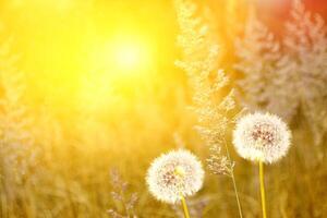 Flauschige Löwenzahnblüte vor dem Hintergrund der Sommerlandschaft. foto