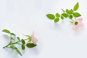 leuchtend bunte Blumenrose. Blumenhintergrund foto