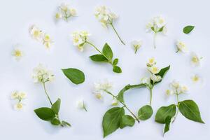 Weiß Jasmin Blumen Muster oben Sicht, eben legen. zart Frühling Blumen. foto