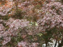 Ahorn-Acer-Baumblätter