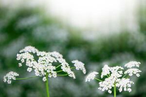 verschwommen. Achillea Millefolium. Landschaft mit Wildblumen. Kuh Petersilie foto