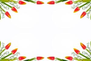 frühling bunte blumen tulpen. florale Sammlung. foto