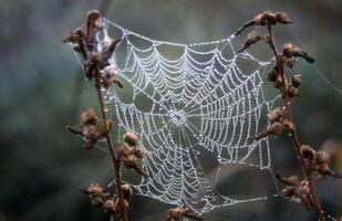 ein Spinne Netz ist bedeckt mit Tau foto