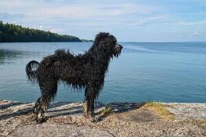 Goldendoodle auf das Kai durch das See. nass Hund mit lockig schwarz Fell. Tier Foto