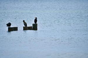 Kormoran auf ein Buhne auf das baltisch Meer. das Vögel trocken ihr Gefieder im das Sonne foto