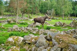 Elch im Skandinavien im das Wald zwischen Bäume und Steine. König von das Wälder foto