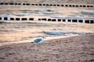 Möwe Stehen auf das Strand von das baltisch Meer. Buhnen erreichen in das Meer foto