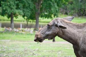 Elch auf ein Grün Wiese im Skandinavien. König von das Wälder im Schweden. Tier Foto