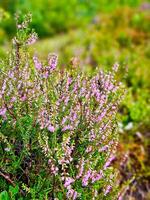 erica im Herbst Licht mit schön Bokeh. Rosa, Weiß und Grün foto