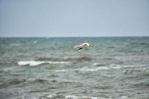 Möwe fliegt Über das baltisch Meer auf das Küste im Vorderseite von das Strand. Tier Foto