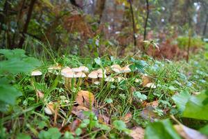 ein Gruppe von Pilze im das Wald auf das Wald Boden. Moos, Kiefer Nadeln. foto