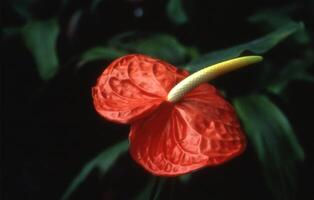 ein rot Blume mit Gelb Staubblatt im das Mitte von ein Grün Pflanze foto