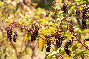 diese Kermesbeere Pflanze war wachsend im das Wildblume Feld. ich Liebe das wenig lila Beeren es produziert und Wie Sie wachsen im Cluster mögen Trauben. das Licht ist fangen das Grün Blätter gerade Rechts. foto