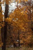 das schön fallen Laub Ja wirklich steht aus im diese bewaldet Bereich. das Gelbe und Orangen fast aussehen mögen das Bäume sind auf Feuer. Herbst hat ist eingetroffen und das Blätter sind Über zu tropfen. foto