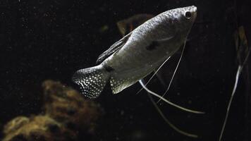 Winkel Fisch im Aquarium. schön Aquarium immer noch Leben mit Schwimmen Kirsche Widerhaken Fische. tropisch frisches Wasser Panzer Oberfläche auf Licht Hintergrund foto