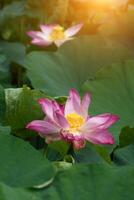 Rosa Lotus Blume sind Blühen foto