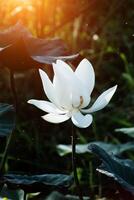 schöne weiße Lotusblume foto