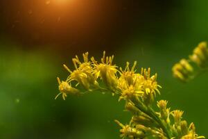 schließen oben von Solidago canadensis Blume. foto