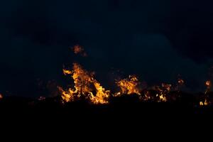 Feuer Gras Frühling foto