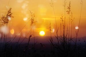 Schatten von Blume Gras im das Sommer- foto