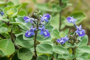 vitex rotundifolia Pflanze. foto