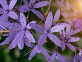 lila Kranz Blume. foto