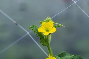 das Blume von ungiftig Gurke. foto