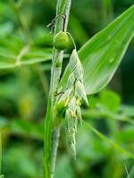 schließen oben von Arbeitsplätze Tränen Blume. foto