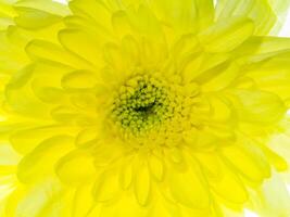 schließen oben Chrysantheme Blume. foto