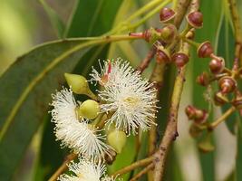 schließen oben von Eukalyptus Blume. foto