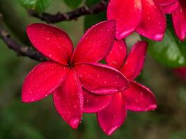 rot Plumeria Blumen auf Baum. foto