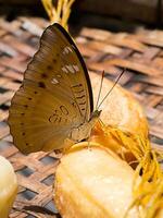 braun Schmetterling Essen Banane foto