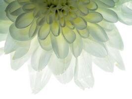 schließen oben Chrysantheme Blume. foto