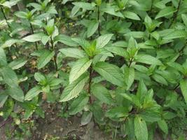 Pfefferminzpflanze Mentha Piperita foto