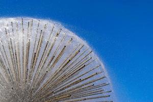 Löwenzahnbrunnen hautnah auf blauem Himmelshintergrund foto